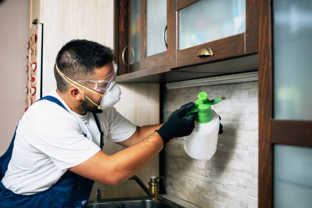 Best Ant Control Services  in Jacksboro, TX