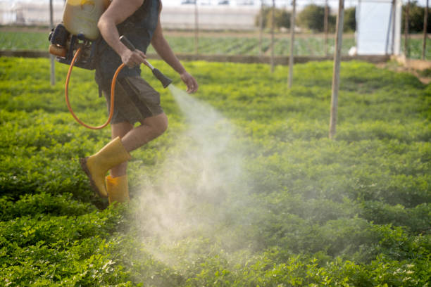 Best Pest Removal Services  in Jacksboro, TX